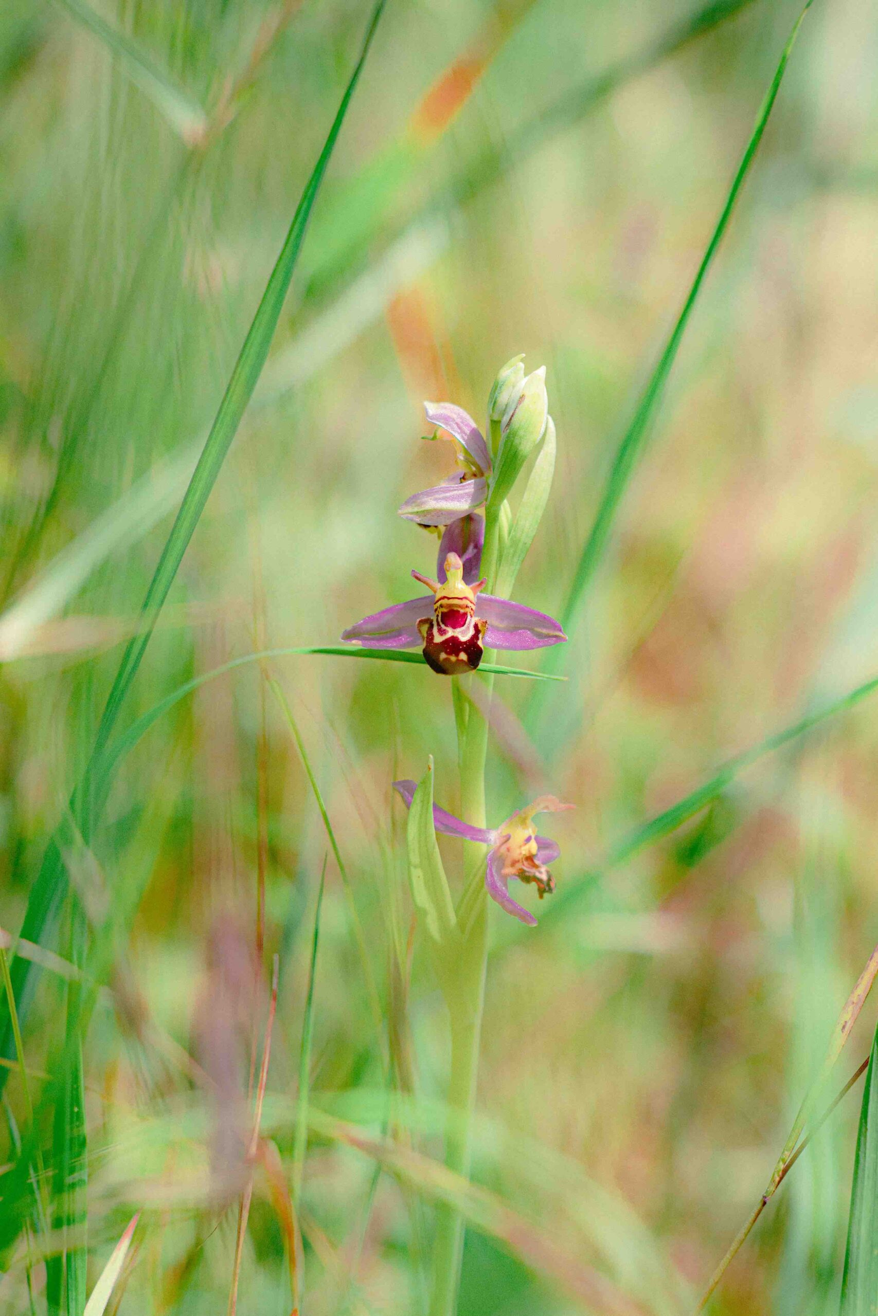 L'Ophrys abeille (Ophrys apifera)  espèce d'Orchidée terrestre européenne mimétise l’apparence d’une abeille pour attirer les pollinisateurs.